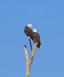 Reelfoot Lake Eagle Tours