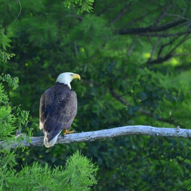 Closeup of Eagle at Reelfoot Lake